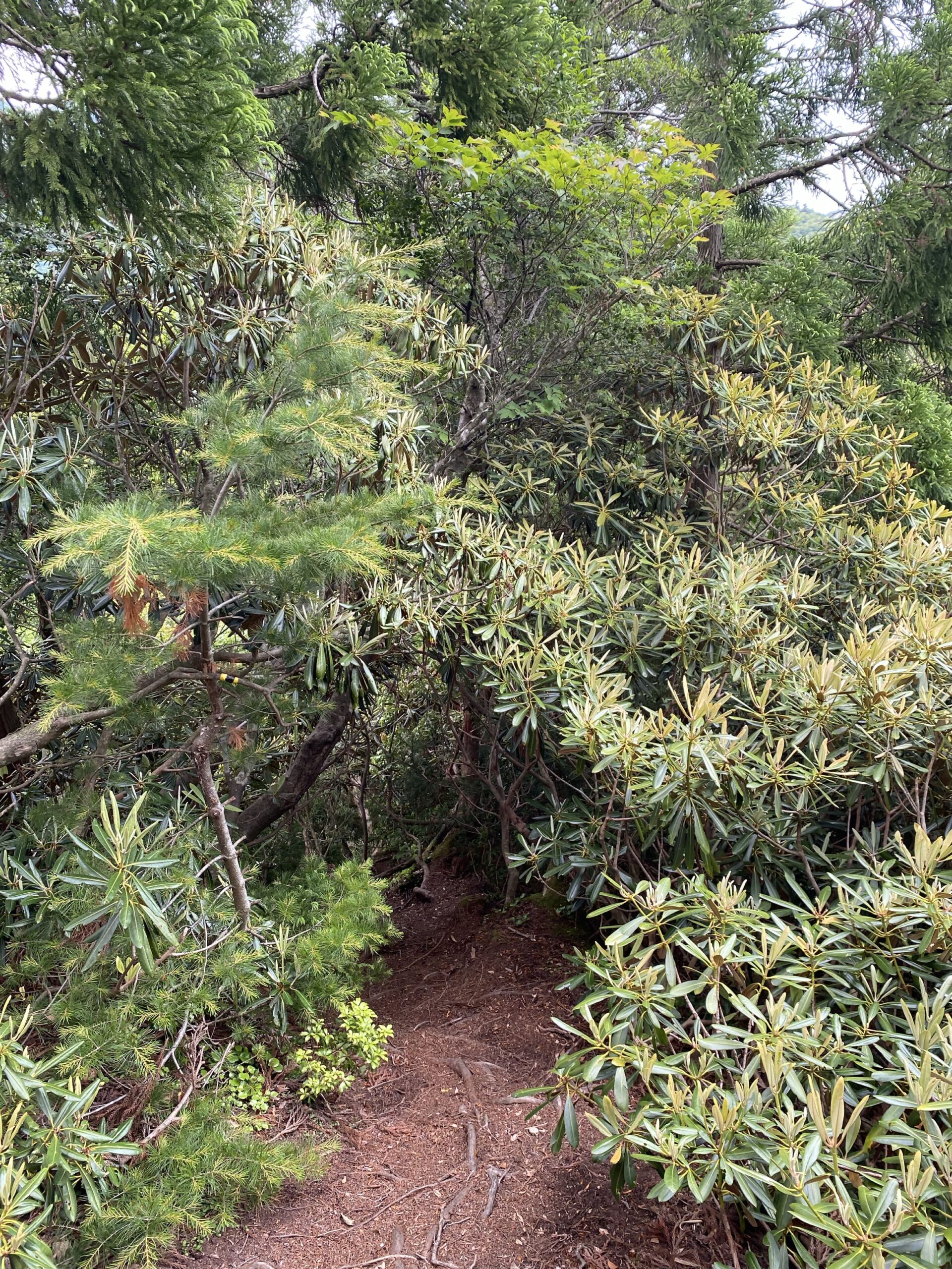沢沿いの樹林帯