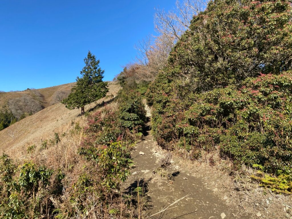 竜ヶ岳 登山道 笹原の急登