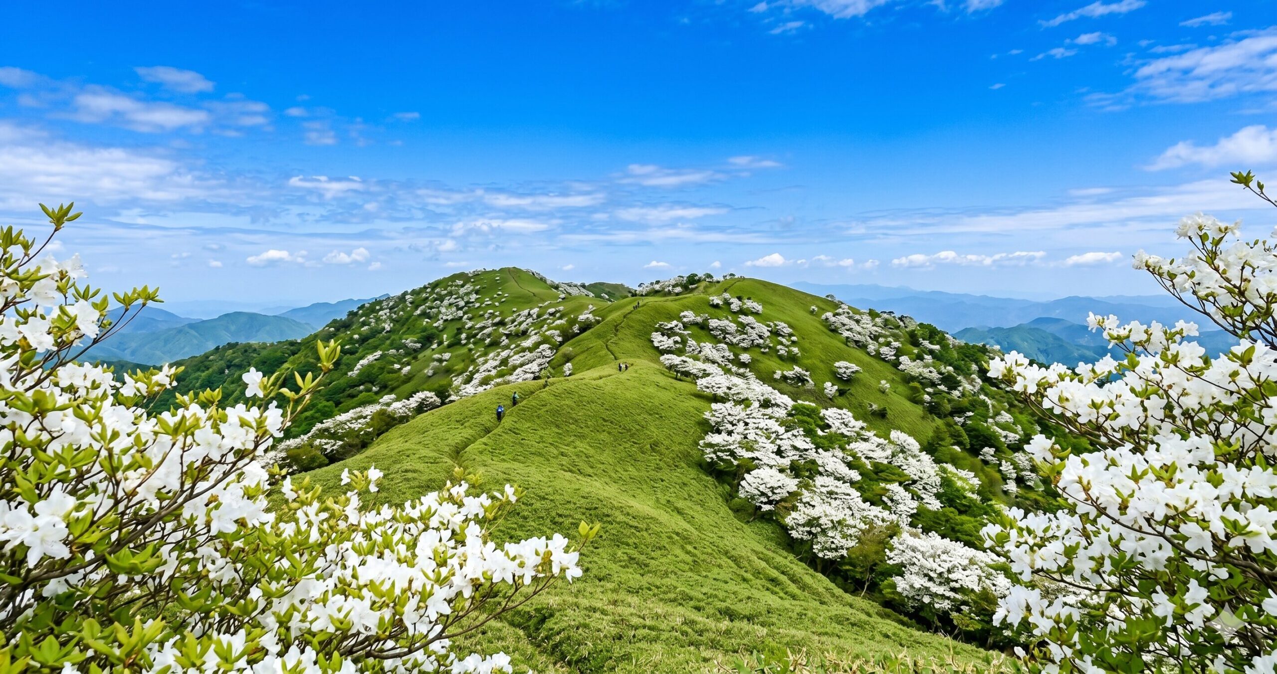 竜ヶ岳の笹原の稜線を白いシロヤシオの花が覆っているシーン