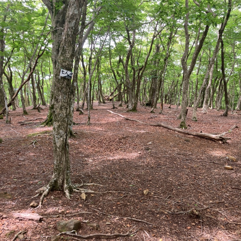 七人山の開けた落葉樹林。はっきりした登山道がなく道迷いしやすい