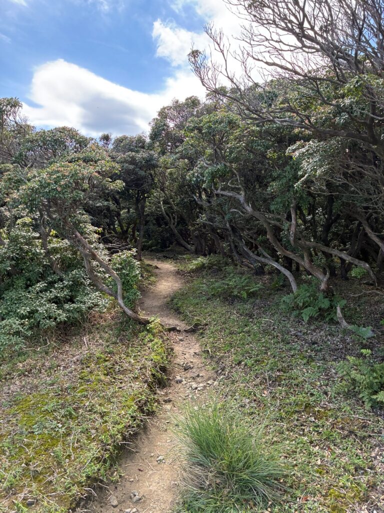 山頂へ向かう木に囲まれた道