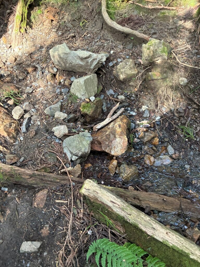 石や木の根が多い下り