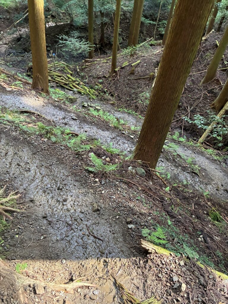 林の中の下り