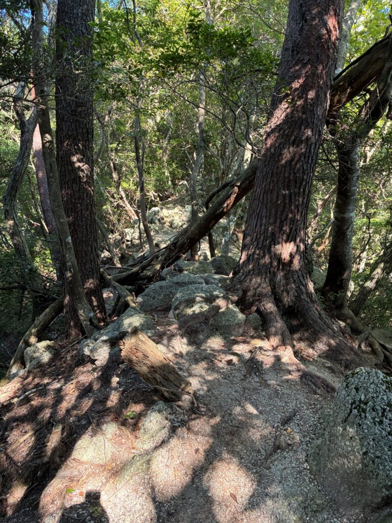 木の根が張り出した中尾根の登山道