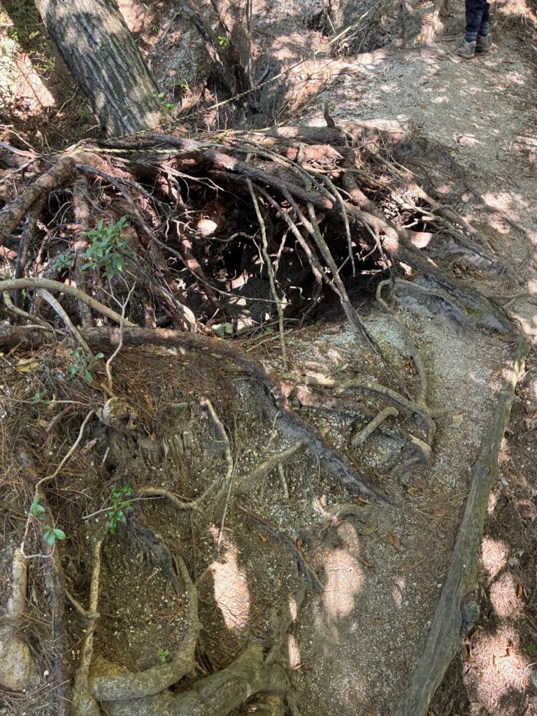 根がむき出しになった登山道とロープ