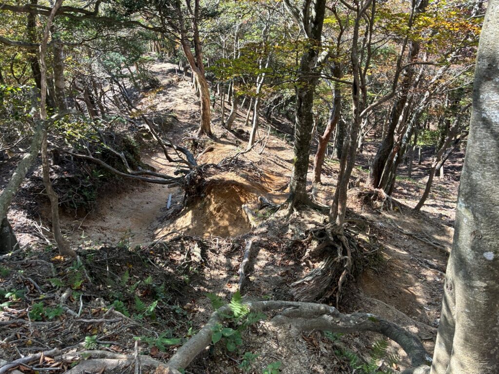 根っこが飛び出したえぐれた道